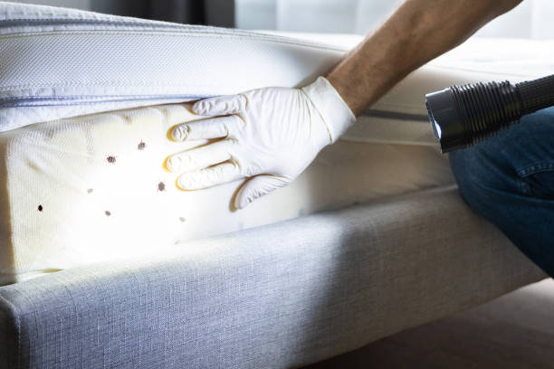 Best Termite Control Services  in Manasota Key, FL