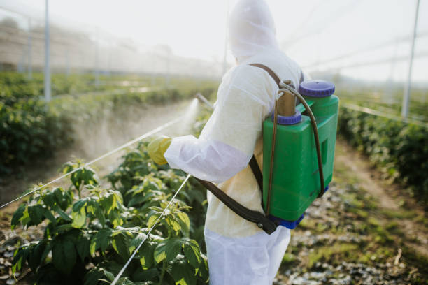 Insect Control in Manasota Key, FL